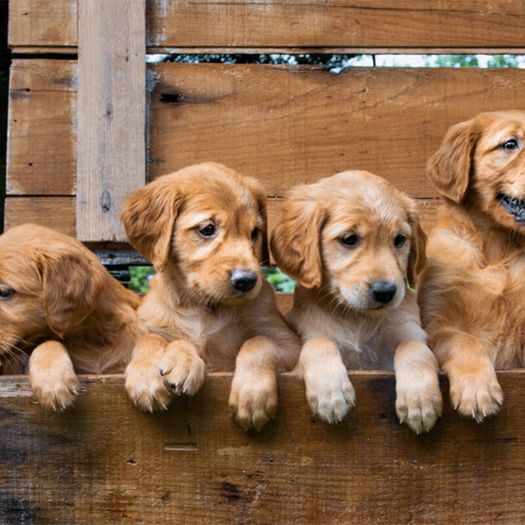 Paternitātes/Maternitātes DNS tests suņiem