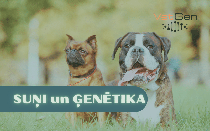 Suņi un ģenētika
