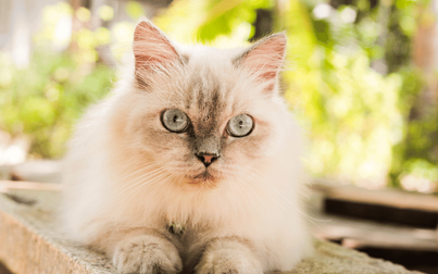 Genetic DNA tests in cats - why are they important?
